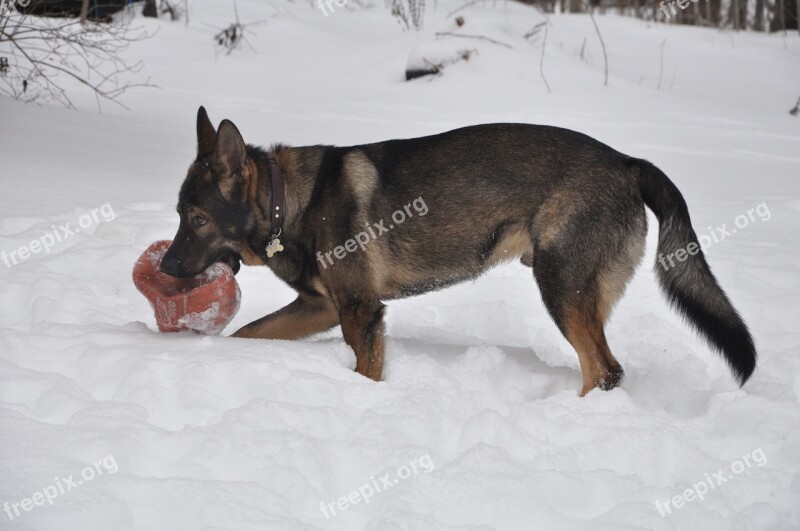 Dog Gsd Breed Animal Alsatian