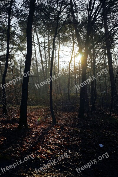 Forest Trees Mood Backlighting Incidence Of Light