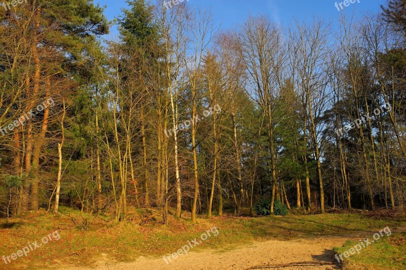 Forest Trees Mood Incidence Of Light January