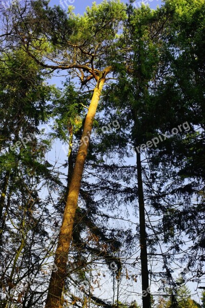 Forest Trees Mood Backlighting Incidence Of Light