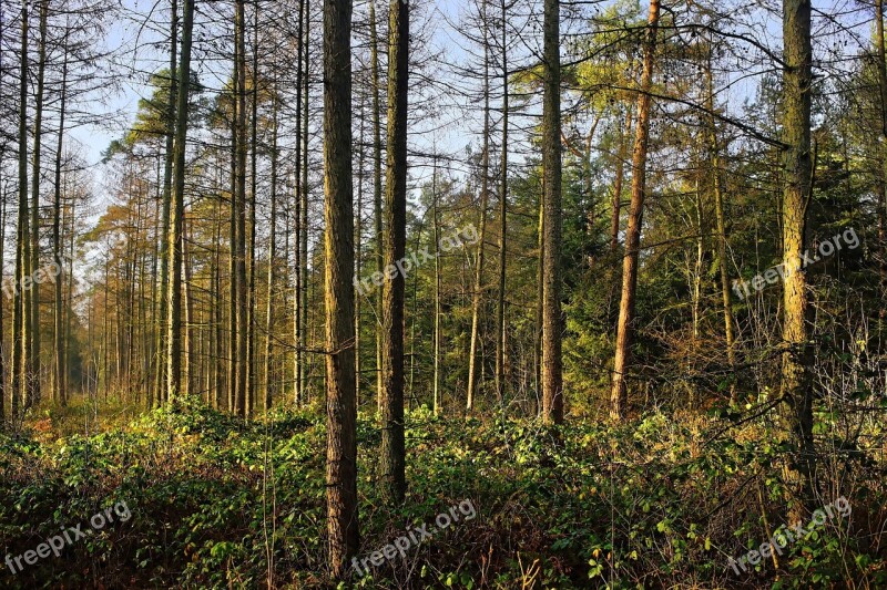 Forest Trees Mood Incidence Of Light January