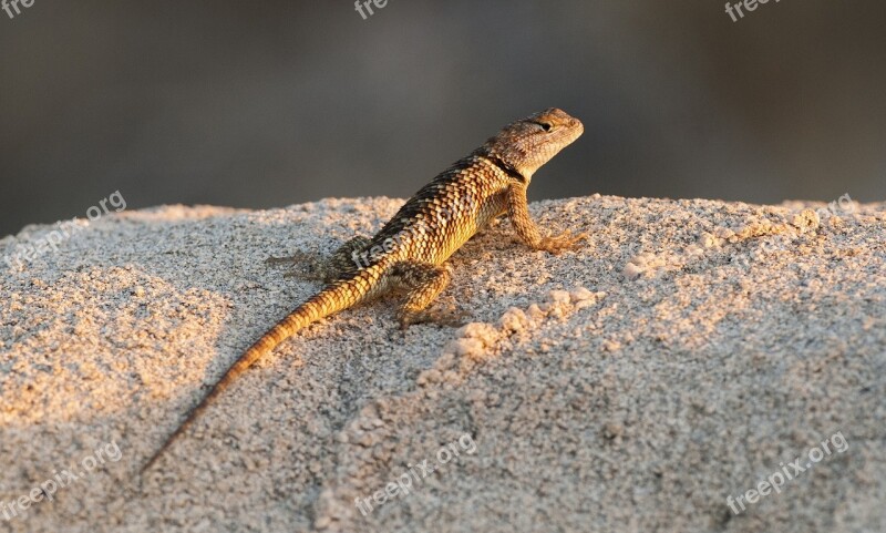 Desert Spiny Lizard Reptile Wildlife Nature Rock