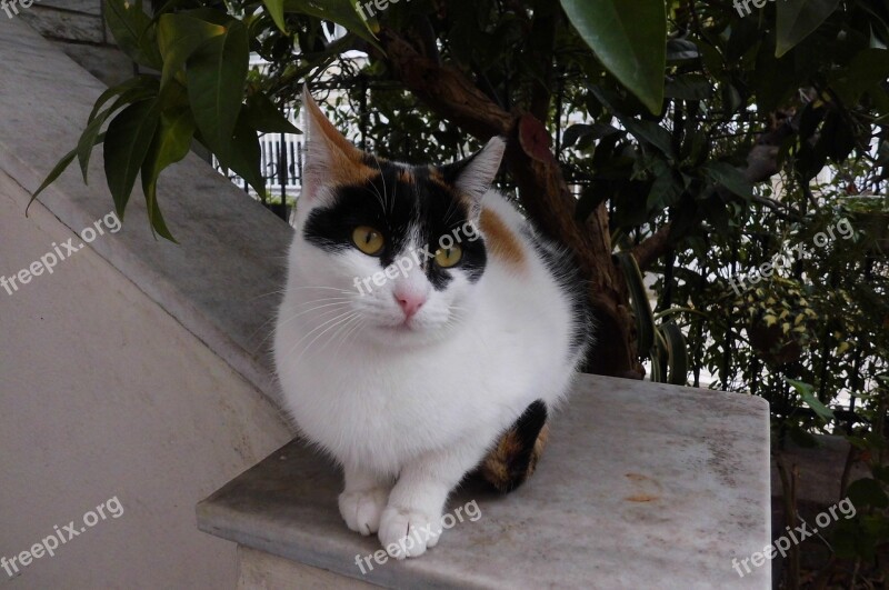 Cat Feline Looking Cute Sitting