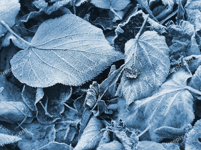 Ice Leaves Blue Frozen Winter