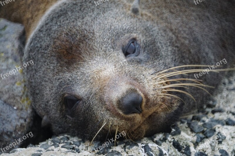 Seal Wildlife Fur Animal Nature