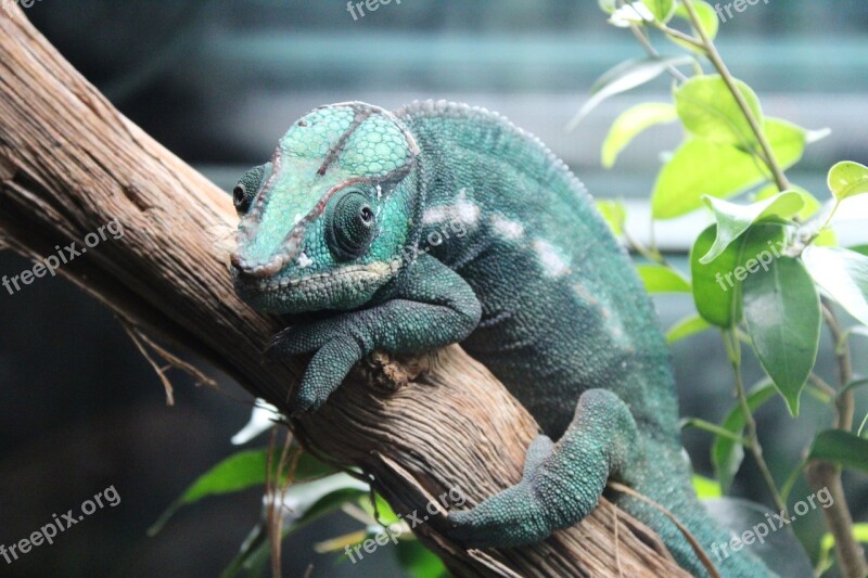 Chameleon Green Branch Leaves Reptile