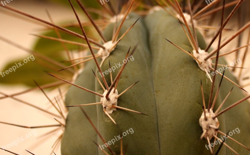 Cactus Needle Plant Foliage Plant Green