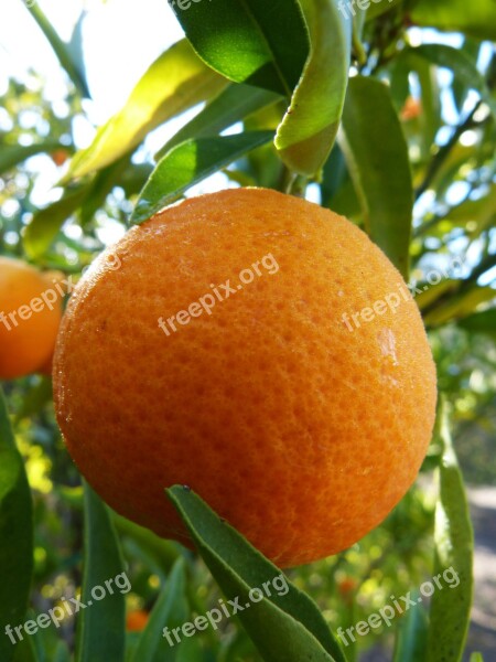 Tangerine Mandarin Citric Free Photos