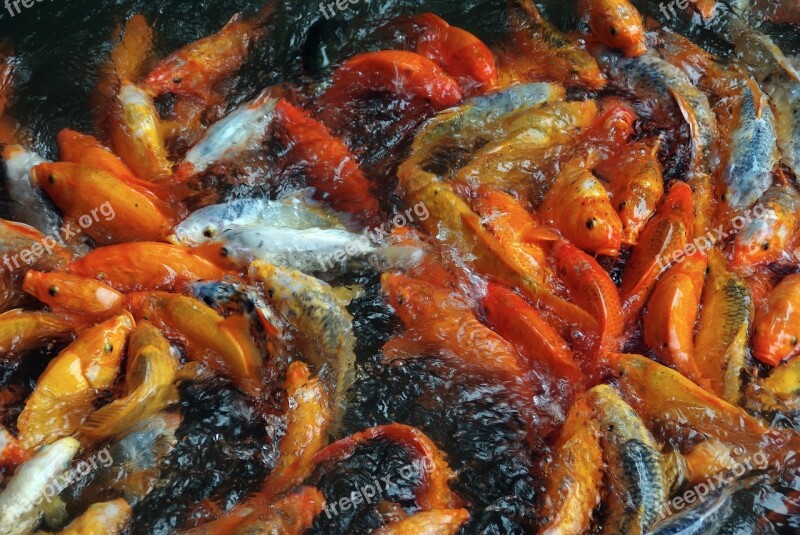 Fish Food Carp Koi Water