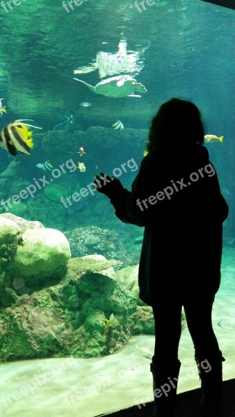 Aquarium Girl Fish Looking Daydream