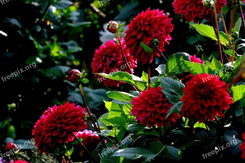 Dahlias Dahlias Field Flowers Summer Midsummer