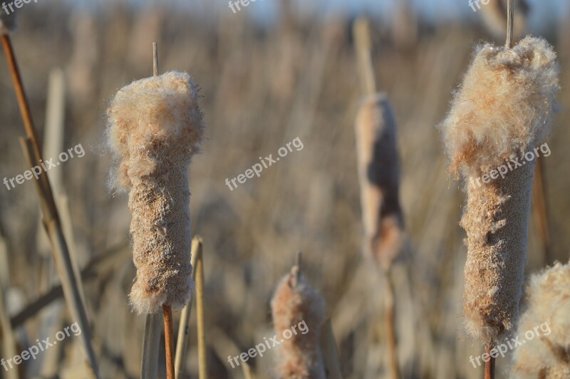 Cattails Reeds Plant Nature Saskatchewan