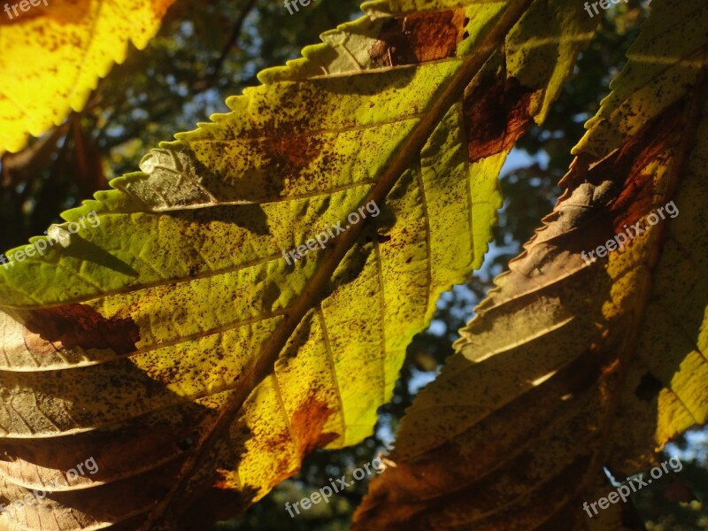 Leaves Horse Chestnut Autumn Free Photos