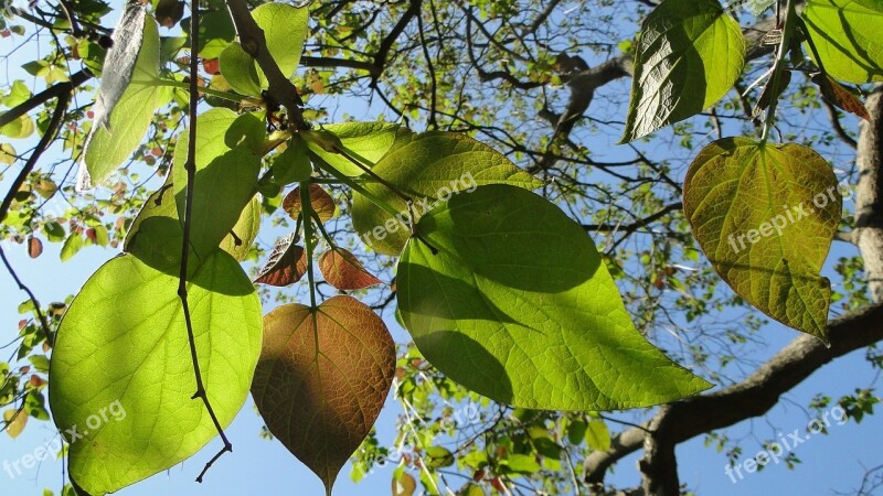 Leaves Tree Catalpa Spring Free Photos