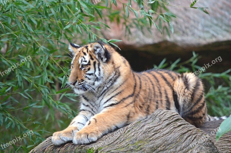 Tiger Animals Zoo Nuremberg Tiger Cub