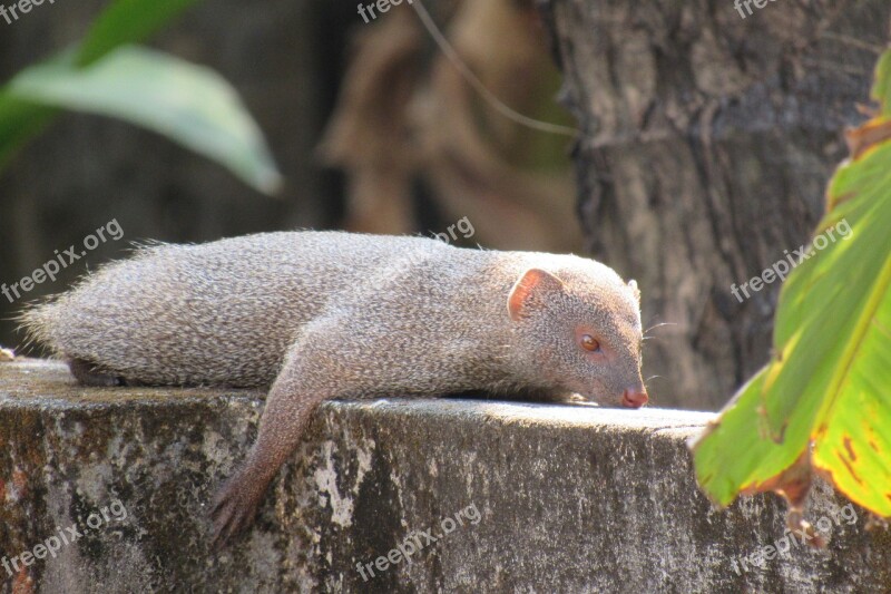 Mongoose Indian Rare Resting Free Photos