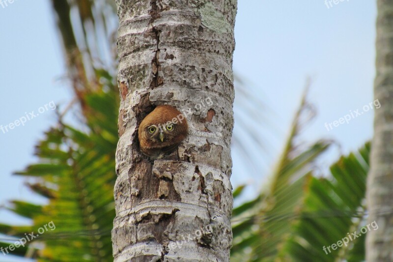 Owl Indian Rare Free Photos