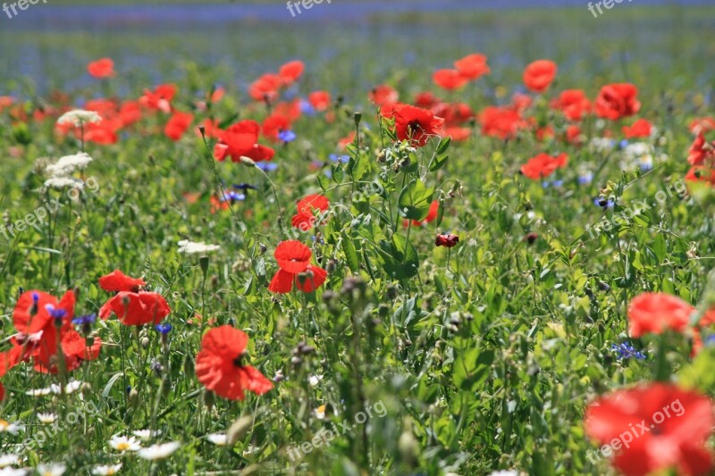 Flowers Prato Bloom Poppy Free Photos