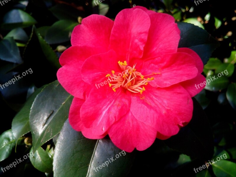 Camellia Camellia Japonica Shrub Ornamental Flower