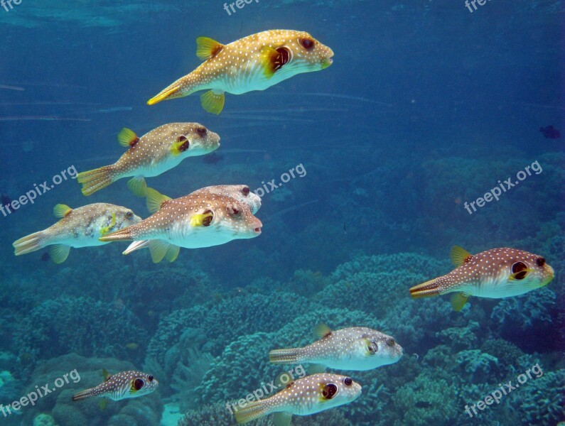 Indonesia Underwater Coral Reef Diving