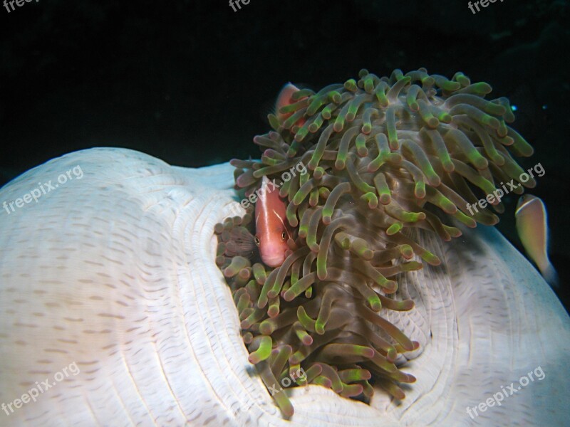 Indonesia Underwater Coral Reef Diving