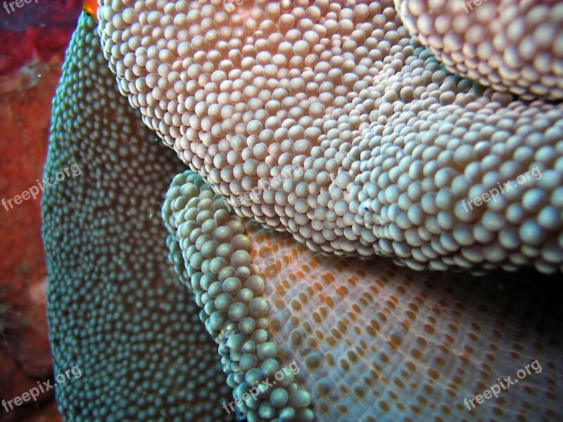 Indonesia Underwater Coral Reef Diving