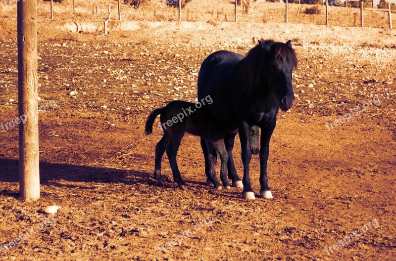 Animal World Horses Black Female Colt