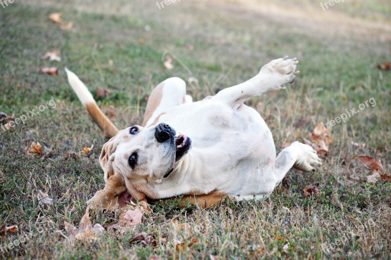 Bassett Hound Dog Animal Canine