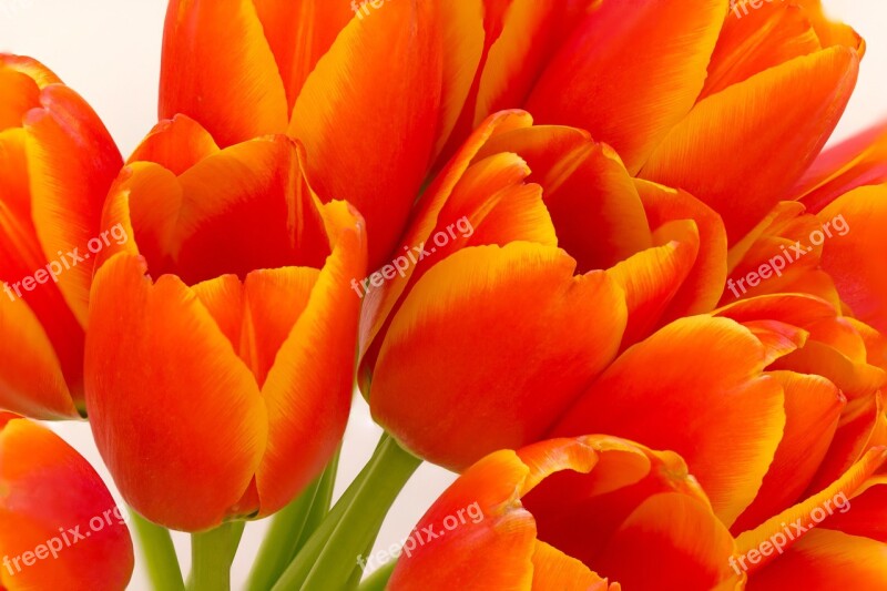 Flower Tulip Orange Floral Bloom