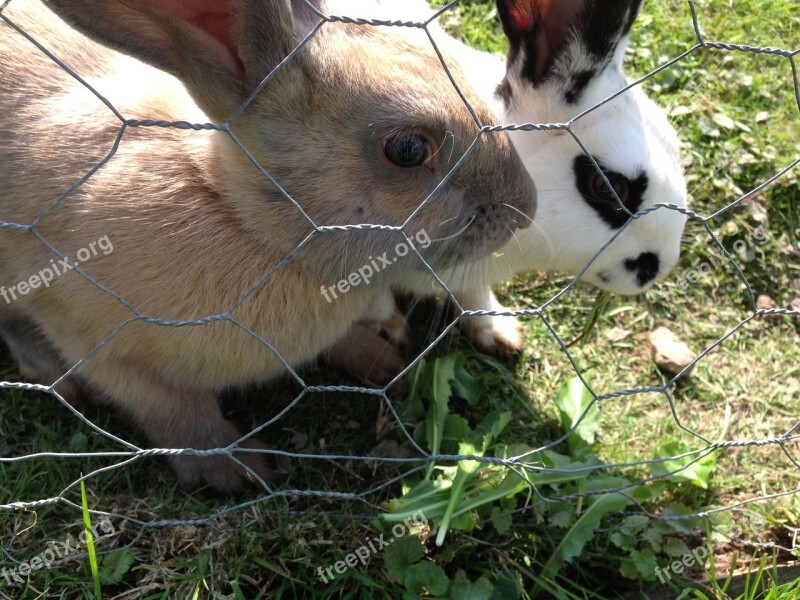 Rabbits Farm Bunny Animal Domestic