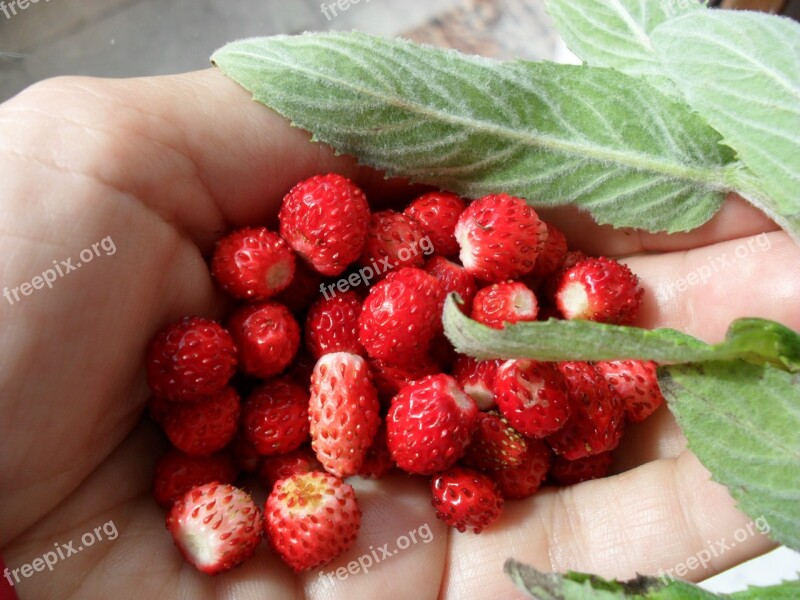 Wild Strawberries Berries Straw Fruit Green