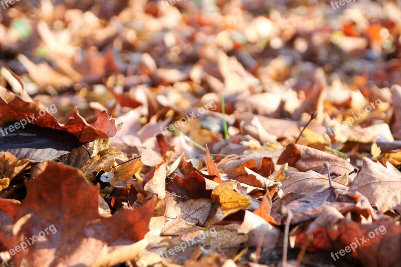 Leaves Winter Autumn Dry Leaf Forest