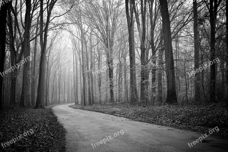 Foggy Woods Trees Fog Road