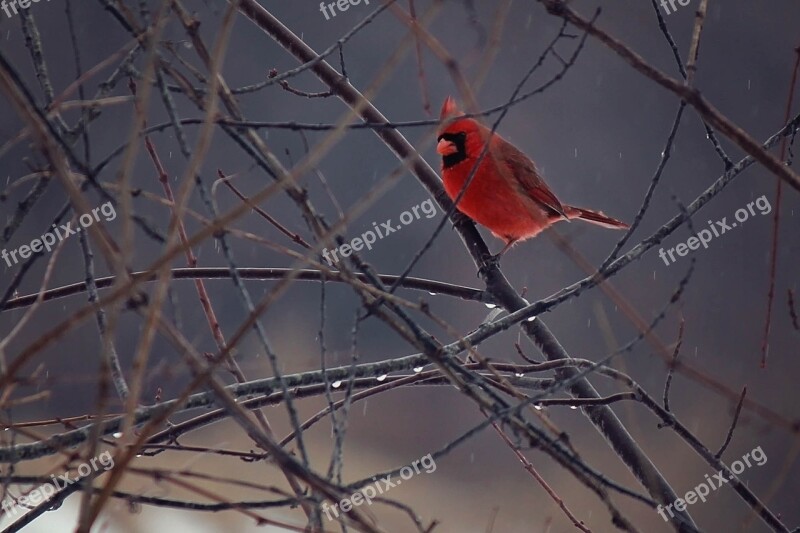 Bird Cardinal Winter Ice Wildlife