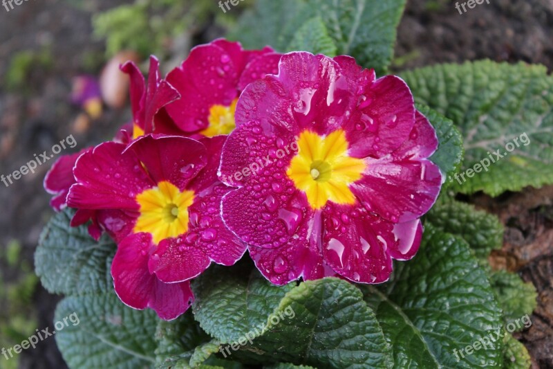 Primrose Blossom Bloom Flower Close Up