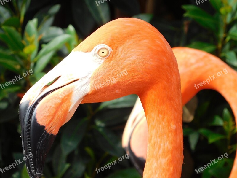 Flamingo Flamingo Bird Wildlife Bird Exotic