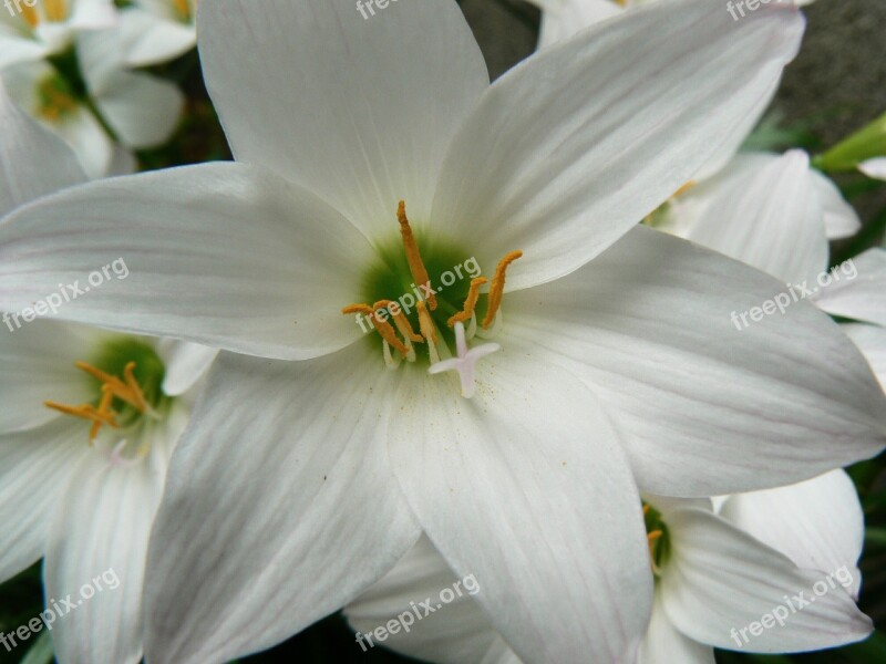 Garden Flower Flowers Nature Delicate Flower