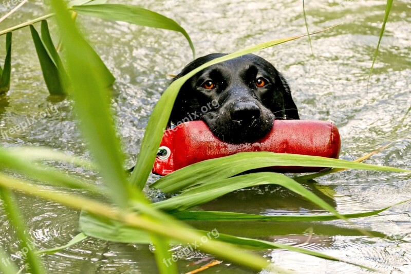 Labrador Retrieve Water-dummy Dogs Hundesport