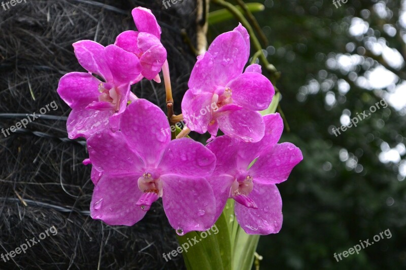 Orchids Singapore Botanical Garden Free Photos