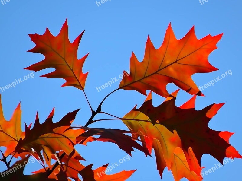 Foliage Autumn The Decrease In Autumn Gold Colors