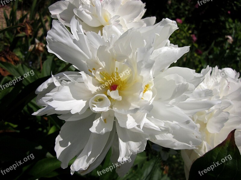 Peony Flower White Spring Bloom