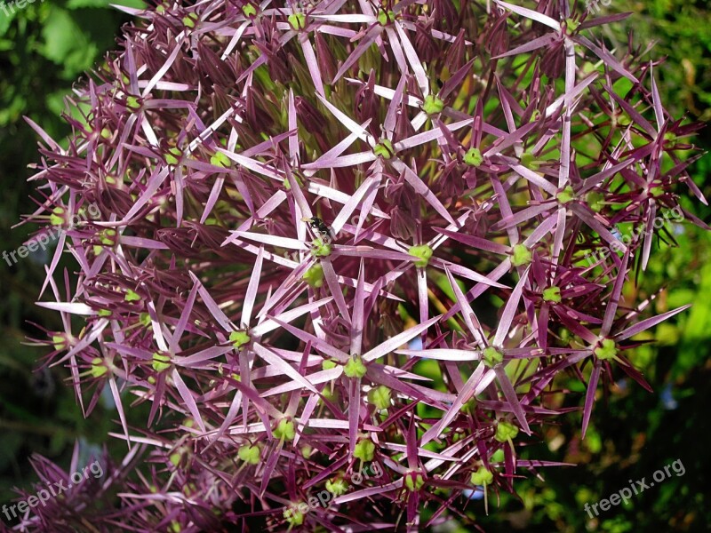 Allium Onion Flower Purple Garden