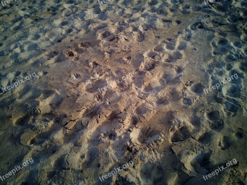 Sand Beach Treads Footprints Barefoot