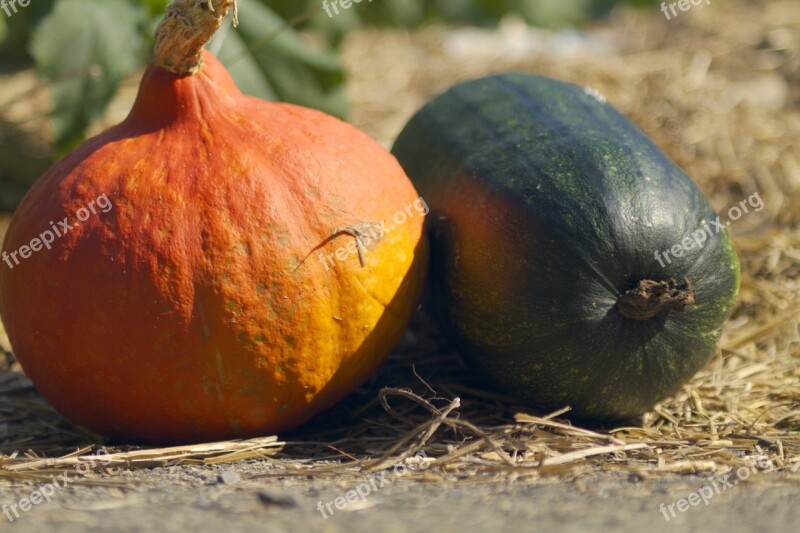 Pumpkin Garden Autumn Fall Halloween