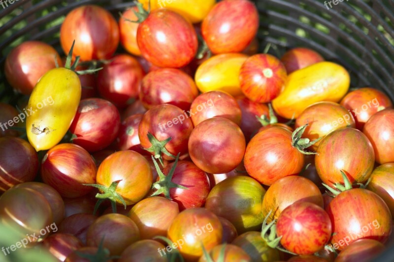 Tomato Harvest Vegetable Healthy Ripe