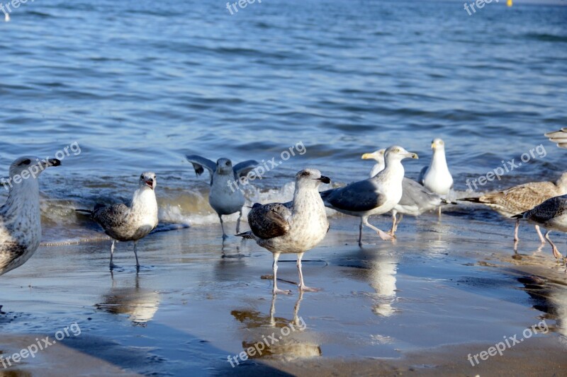 Sea The Seagulls Poland Beach A View Of The Sea