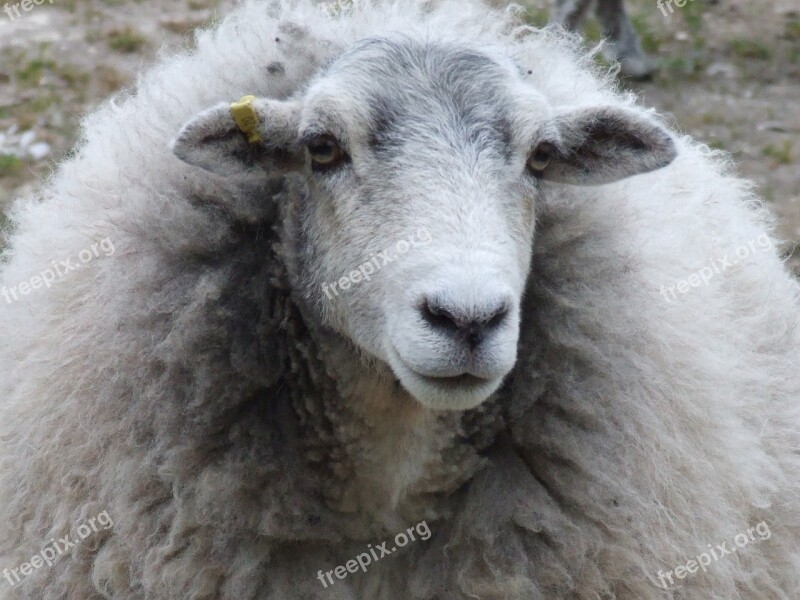 Ewe Sheep Nature Farm Agriculture