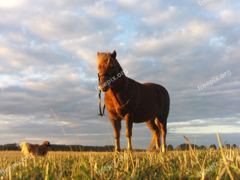 Horse Pony Nature Cute Ride