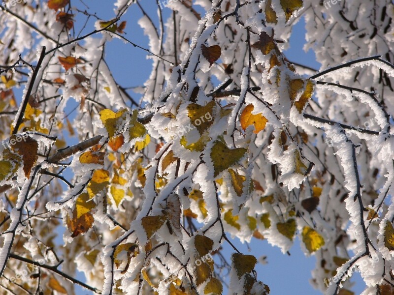 Winter Frost Hoarfrost Snow Ice