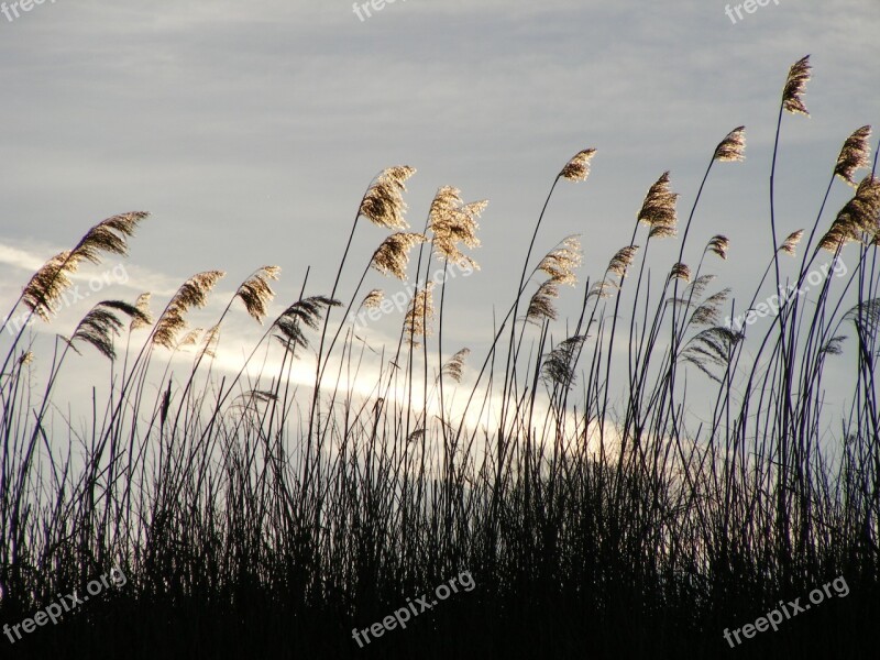 Beach Grass Sun Nature Landscape Beautiful